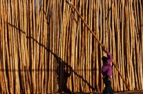 Eucalyptus Poles